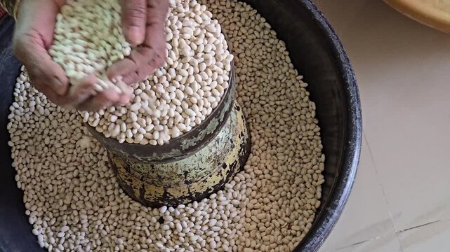 A person is using a traditional Indian volume measure like a Padi or Seer to handle dried white lima beans. Grains and pulses were bartered for other goods/services or used as wage payments in rural.