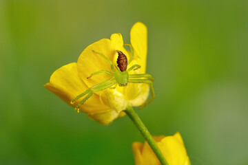 Gr&uuml;ne Krabbenspinne (Diaea dorsata) Weibchen an einer gelben Hahnenfu&szlig; Bl&uuml;te (Ranunculus) - Baden-W&uuml;rttemberg, Deutschland