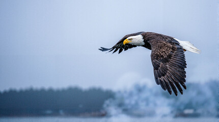 Obraz premium Bald eagle soaring gracefully over misty lake in early morning 