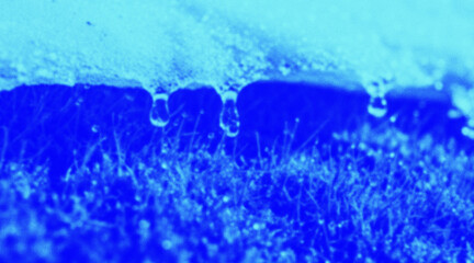 Obraz premium Water droplets on grass or lawn surface in blue tone
