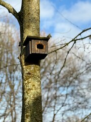 Wooden bird nesting box mounted on a tree trunk in early spring, wildlife support detail in natural environment with bare branches and blue sky background.