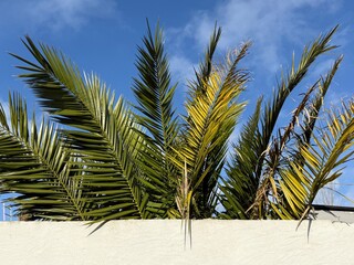 Green palm leaves rising above a white wall against a clear blue sky. The composition combines tropical foliage with minimalist architecture, creating a fresh, modern outdoor scene. Natural light high