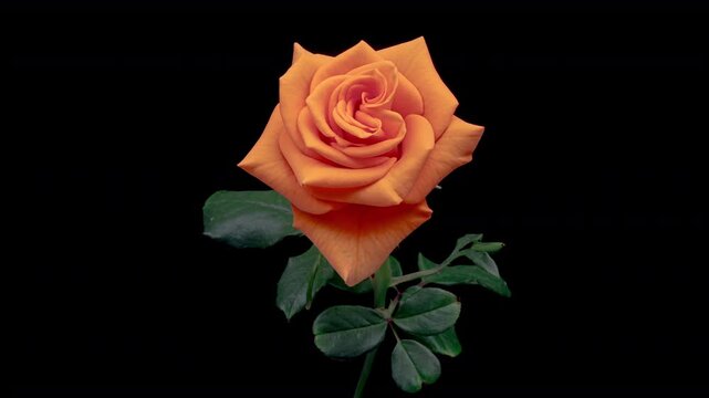 Beautiful yellow rose isolated on black background	