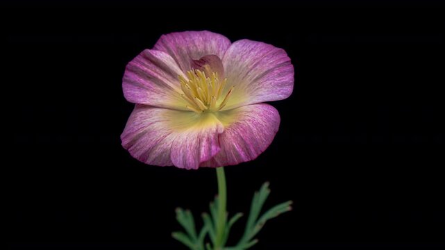 Time lapse of blooming pink flower of Eschscholzia californica.	