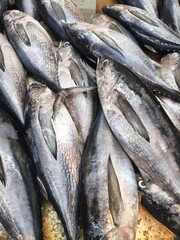Fototapeta premium KUALA LUMPUR, MALAYSIA - JANUARY 23, 2026 : A high-angle, close-up shot of multiple fresh, whole tuna fish stacked together at a seafood vendor's stall, showcasing the metallic skin and scales