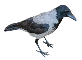 Obraz premium a big and beautiful gray and black crow