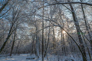 Fototapeta premium Winter forest in the morning