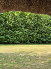Vertical image of lawn with green bushes with copy space