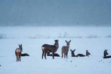 stado saren na zimowym polu  © Michał Kurzątkowski