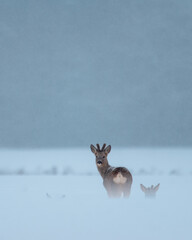stado saren na zimowym polu 