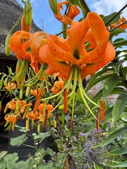 Orange lilies in summer in garden setting
