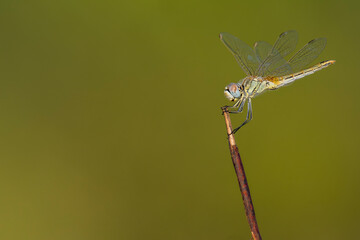 This dragonfly is a Red-veined Darter (Sympetrum fonscolombii). It rests on a stick in Portugal with a brown background