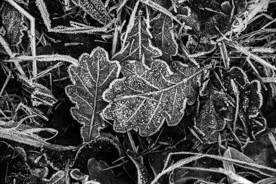 Frostige Impressionen in Schwarz Wei&szlig; von Eichenlaub 1