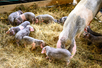 Porco Celta piglets playing in straw The Concept of breeding © VicVaz