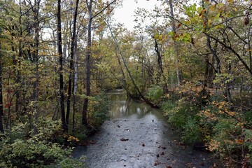 Fototapeta premium The creek in the woods on a cloudy fall day.