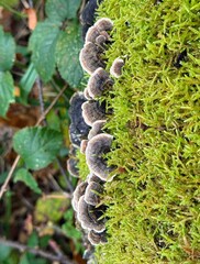 Bracket or shelf fungus and moss with copy space
