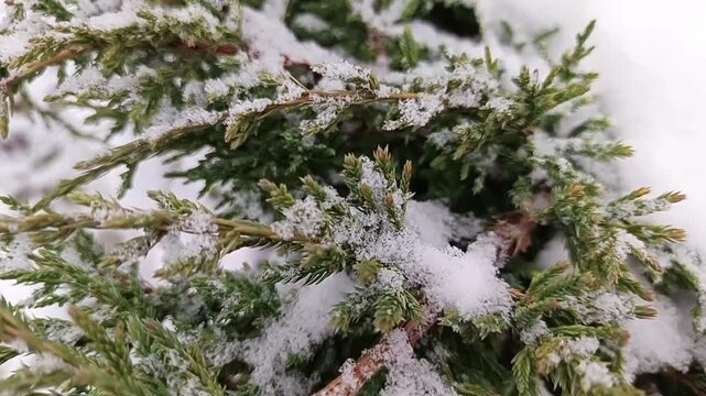 Evergreen juniper branches covered with snow. Macro fir texture background.