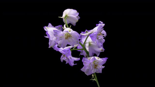 Time lapse of blooming pink delphinium flower isolated on black background. 4K Time lapse of growing blossom delphinium, opening up. Love, wedding, anniversary, spring, valentines day	