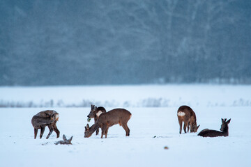 stado saren na zimowym polu 