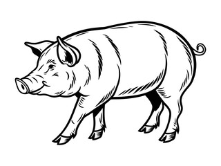 Fototapeta premium Hand drawn pig vector sketch