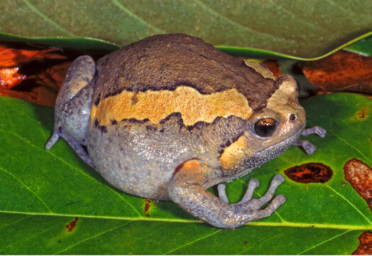 Asian Painted Frog, Kaloula pulchra.