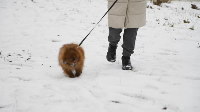 Pomeranian spitz puppy walking on snowy winter path with owner