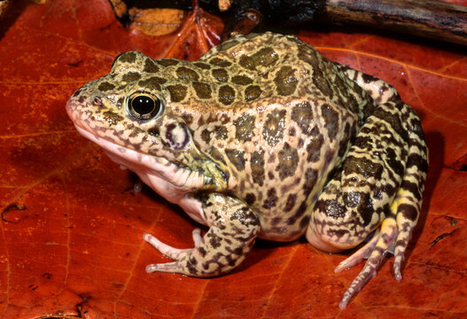 Crayfish frog, Lithobates areolatus