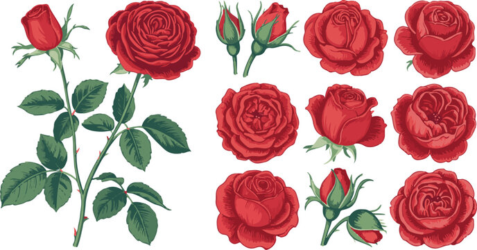 rose vector illustration set red roses buds stems leaves