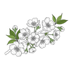 Cherry Blossom Line Drawing &ndash; Black and White Floral Branch Illustration for Botanical, Tattoo or Coloring Use

