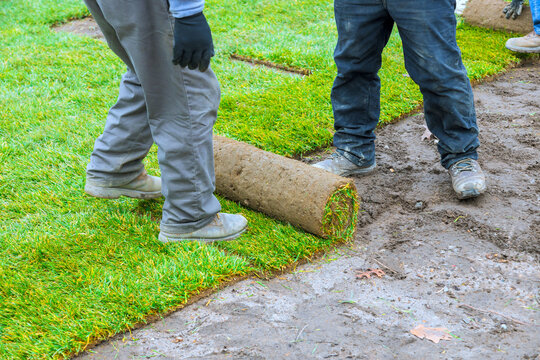 Workers are laying down rolls of sod on lawn in residential area on placing grass carefully on ground.