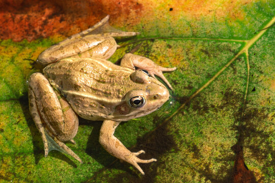 Plains leopard frog, Lithobates blairi.