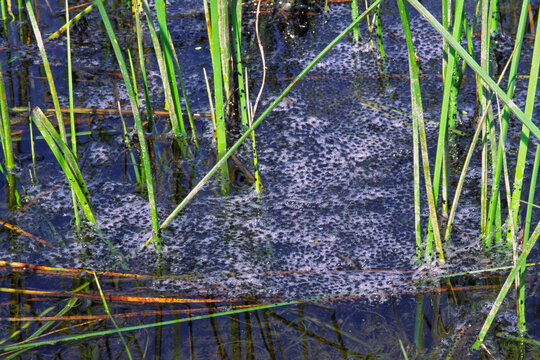American Bullfrog Lithobates catesbeianus, egg mass.