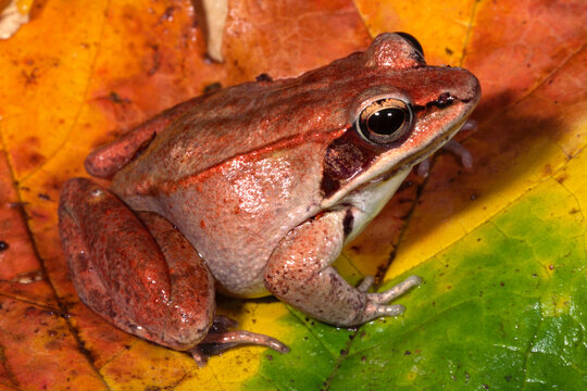 Wood frog, Lithobates sylvaticus