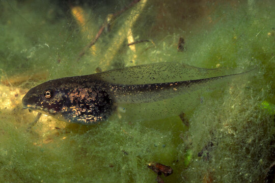 Wood Frog, Lithobates sylvaticus Tadpole