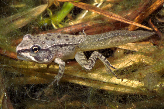 Wood Frog, Lithobates sylvaticus Tadpole Metamorphosing into a frog