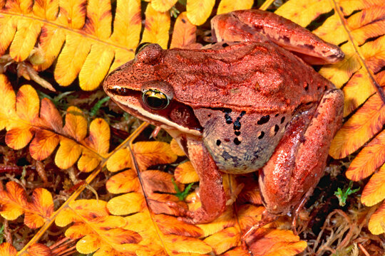 Wood frog, Lithobates sylvaticus