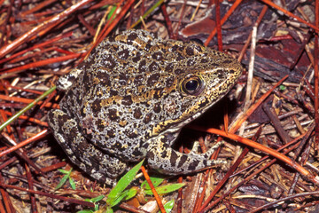 Fototapeta premium Mississippi Gopher Frog, Lithobates sevosus.