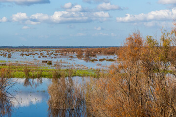 Landscape of the Donana National Park in Spain. Coastal area in southern Spain. Huelva, Andalusia, Spain.