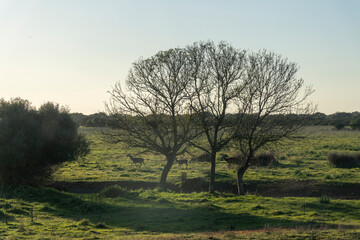 Landscape of the Donana National Park in Spain. Coastal area in southern Spain. Huelva, Andalusia, Spain.