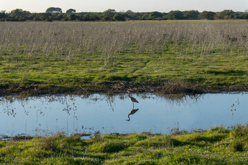 Landscape of the Donana National Park in Spain. Coastal area in southern Spain. Huelva, Andalusia, Spain.