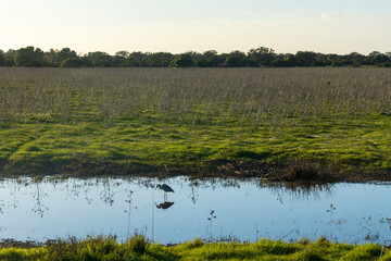 Landscape of the Donana National Park in Spain. Coastal area in southern Spain. Huelva, Andalusia, Spain.