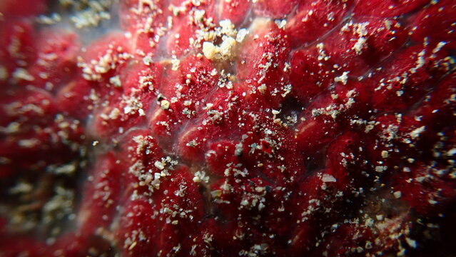 Colonial tunicate or ascidian, sea squirt (Symplegma brakenhielmi) undersea, Ligurian Sea, Italy, Imperia