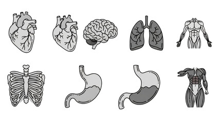 Human internal organs illustrated in a detailed educational diagram showcasing anatomy from various viewpoints