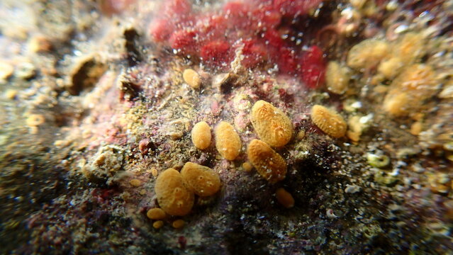 Colonial tunicate or ascidian, sea squirt (Symplegma brakenhielmi) undersea, Ligurian Sea, Italy, Imperia