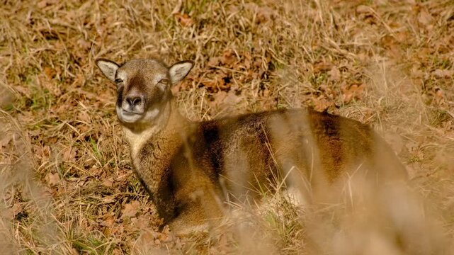 Close-up wildlife video of mouflon ewe resting and chewing cud in meadow