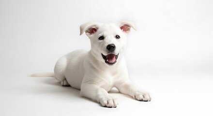Obraz premium White Puppy Lying on Floor with Open Mouth in Studio