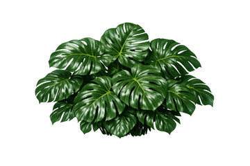 Fototapeta premium Monstera deliciosa plant with lush green leaves, natural botanical foliage of tropical swiss cheese vine, transparent background