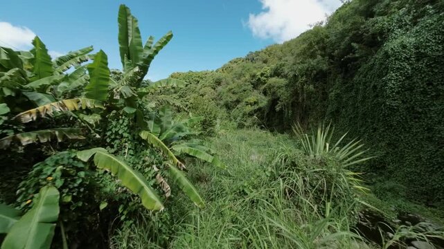Aerial view of dense green vegetation covering a steep hillside, with a rocky path winding through, creating a contrast of textures, Entre-Deux, Saint-Pierre, Reunion.