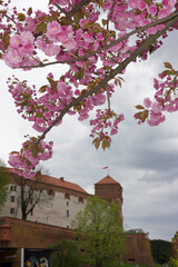 Close-up of a blossoming branch of a pink cherry tree with Wawel Palace in the background