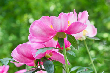 Pink peonies close-up. Flowering garden peonies